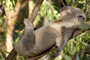 Koala sleeping in sun