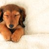Longhair dachshund puppy asleep on a bed.