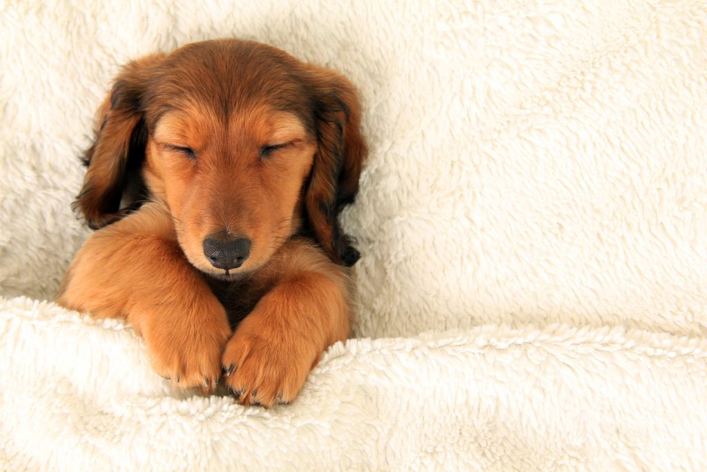 Longhair dachshund puppy asleep on a bed.