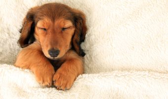 Longhair dachshund puppy asleep on a bed.