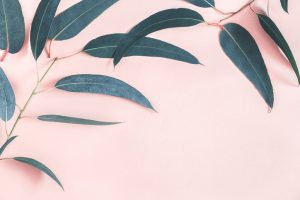 Eucalyptus leaves on pastel pink background. Frame made of eucalyptus branches. Flat lay, top view, copy space